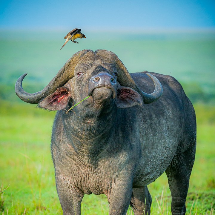 water buffalo - Lake Manyara
