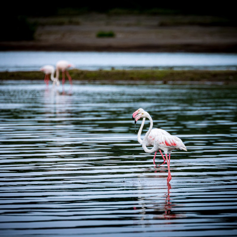 a bird flying over a body of water