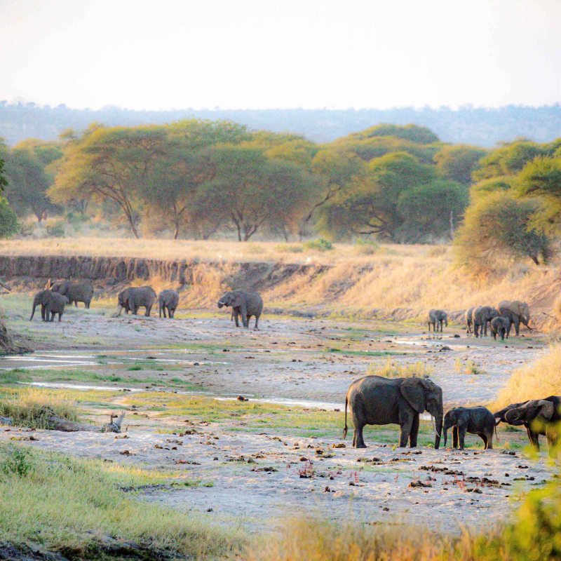 a herd of cattle walking across a river
