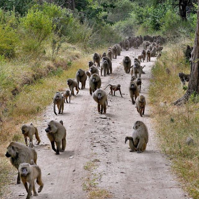 a herd of sheep walking down a dirt road