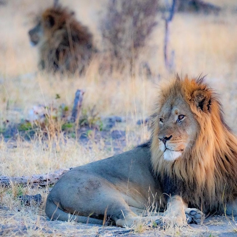 a lion sitting in a field