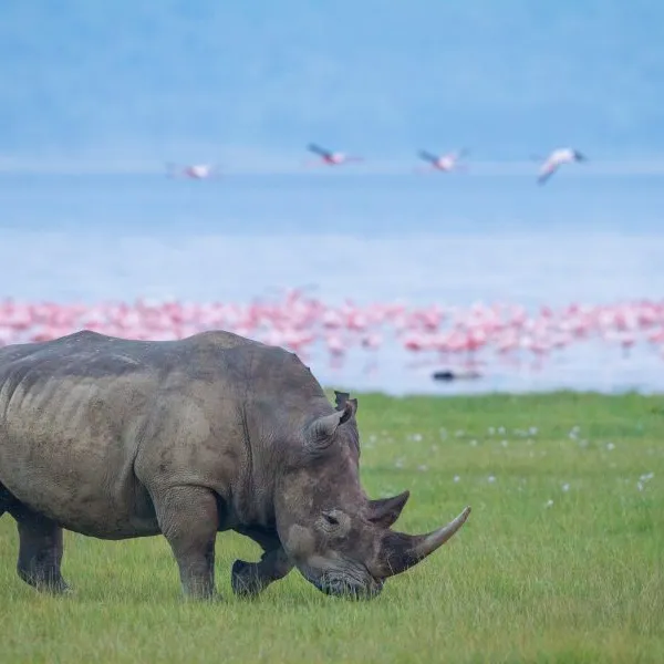 a chance to experience the magnificent rhino