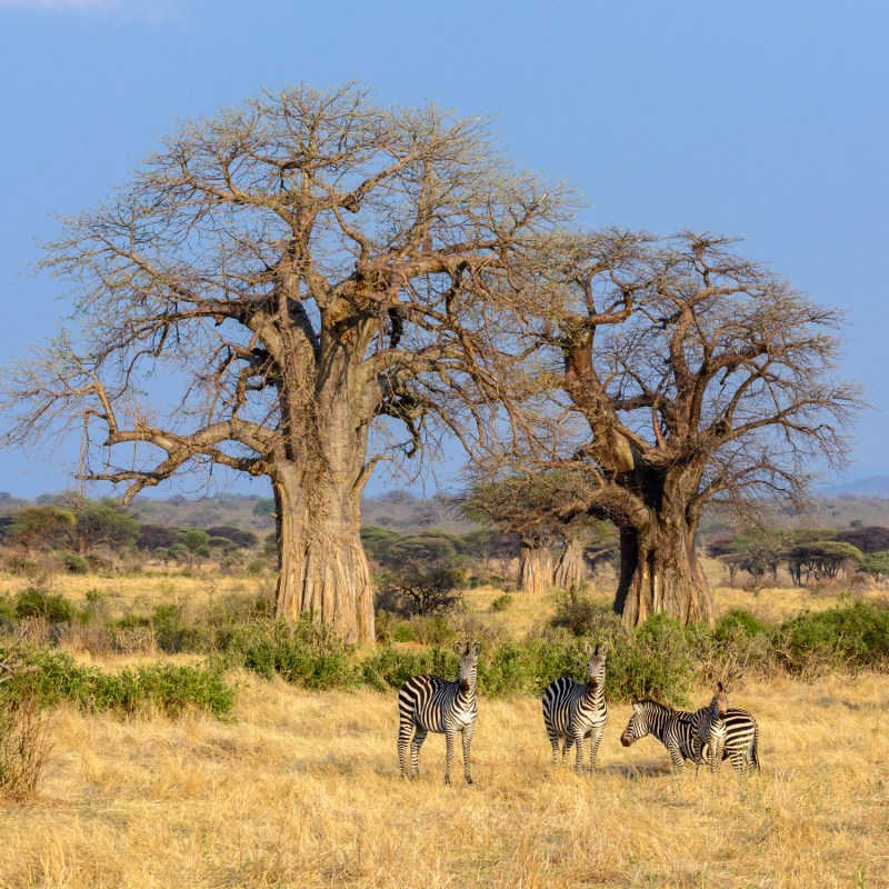 a herd of zebra walking across a dry grass field