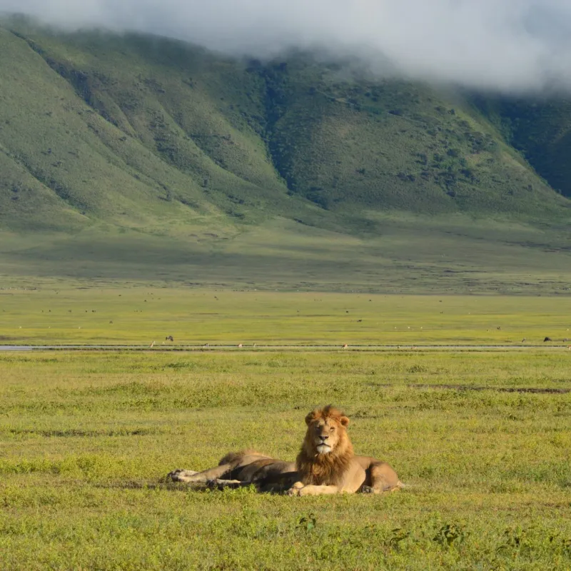 a large green field with a mountain in the background