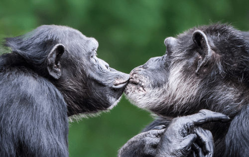 Two chimpanzees gently touching faces with a leafy green background.
